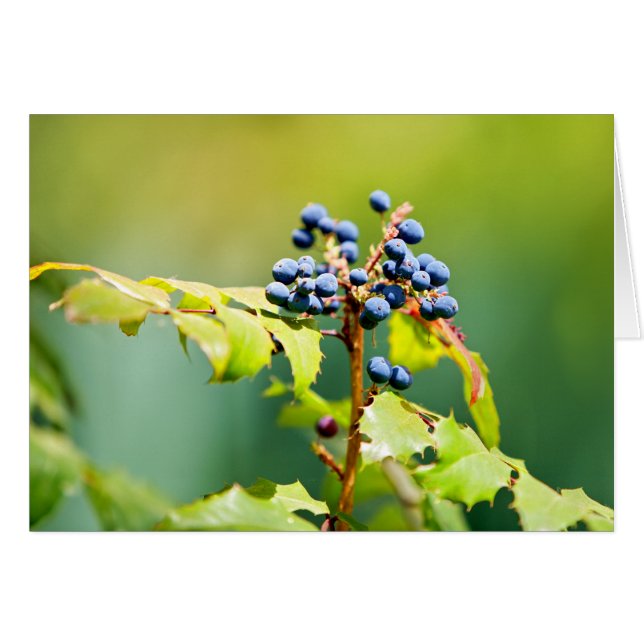 Blueberry II (Front Horizontal)