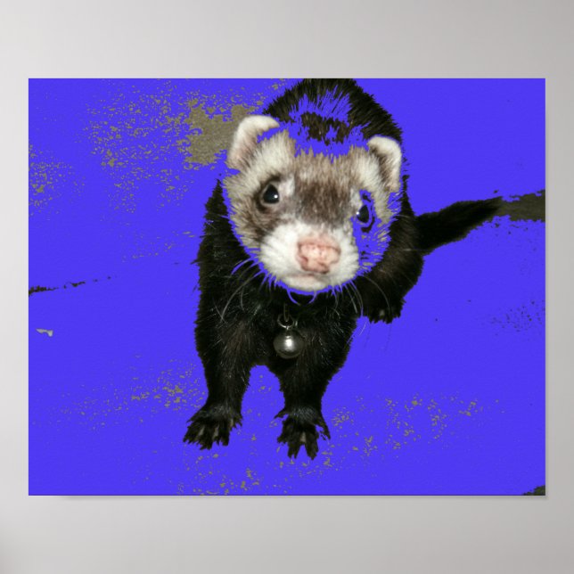 Blueberry Jam Ferret Poster (Front)