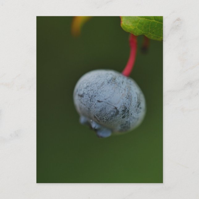 Blueberry Postcard (Front)