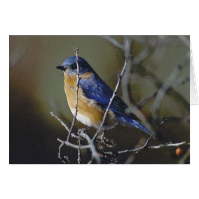 Bluebird (Front Horizontal)