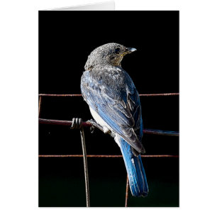 bluebird