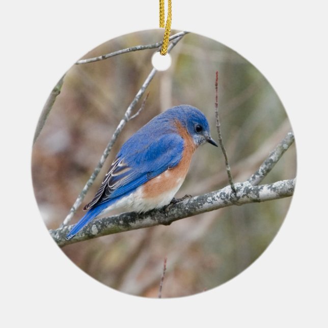 Bluebird Blue Bird in Tree Ceramic Tree Decoration (Front)