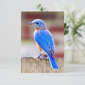 Bluebird card Nature note card
