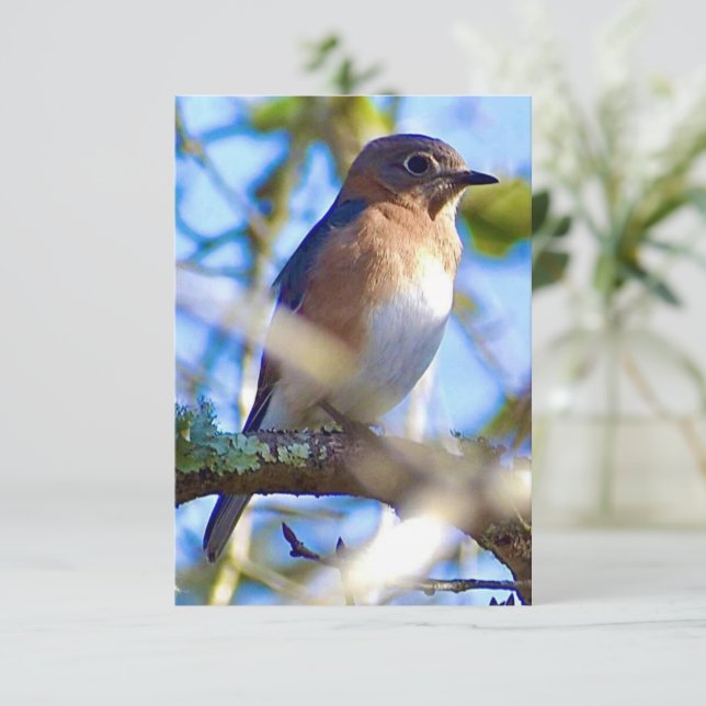 Bluebird card Nature note card (Standing Front)