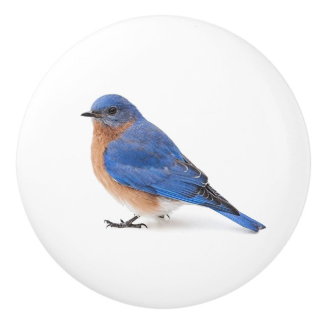 Bluebird Ceramic Knob (Front)