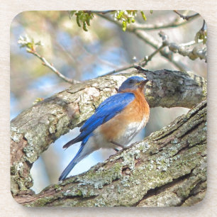 Bluebird Coaster