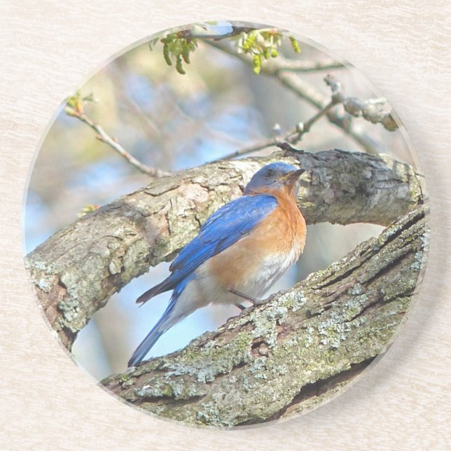 Bluebird Coaster (Front)