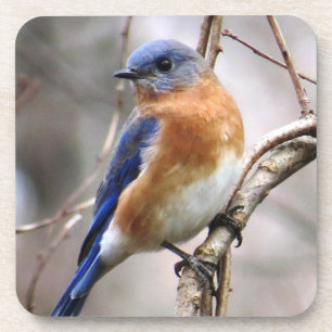 Bluebird Coaster