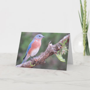 Bluebird Greeting Card