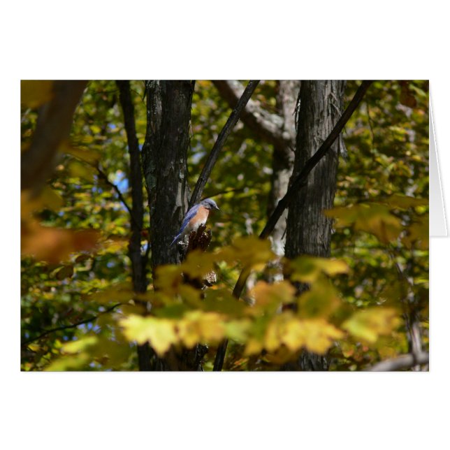 Bluebird in the Sun (Front Horizontal)