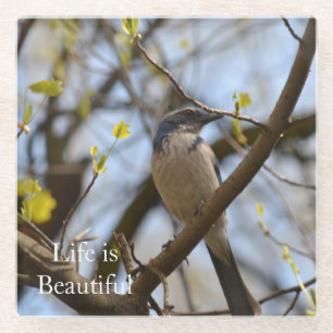 Bluebird in Tree (photo by me) Glass Coaster