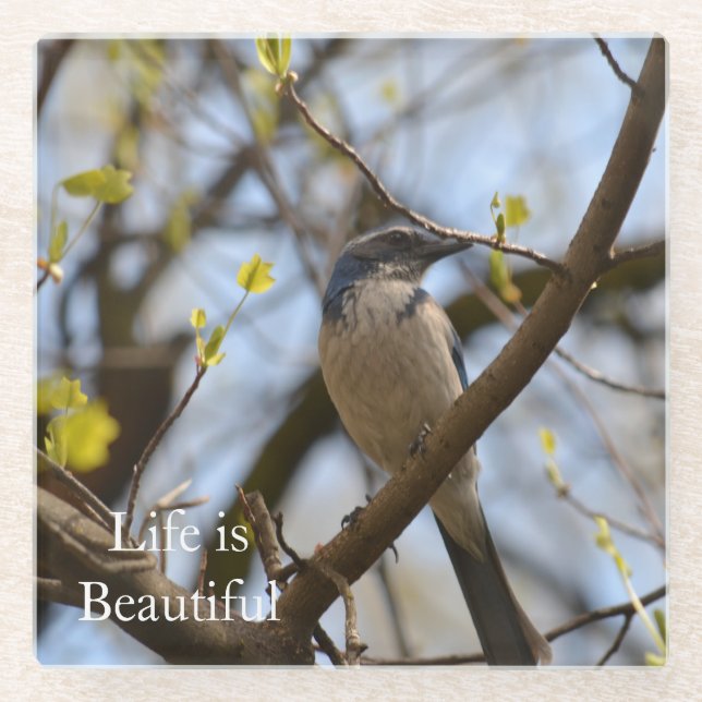 Bluebird in Tree (photo by me) Glass Coaster (Front)
