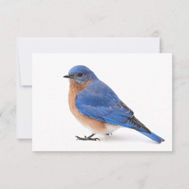 Bluebird Invitation (Front)