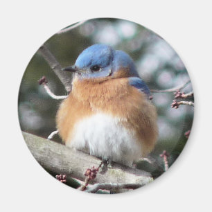 Bluebird Magnet