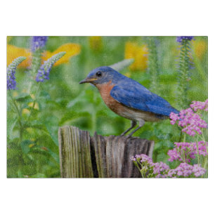 Bluebird male on fence post in flower garden cutting board