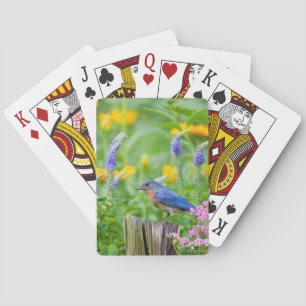 Bluebird male on fence post in flower garden playing cards