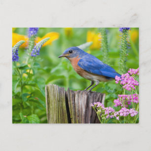 Bluebird male on fence post in flower garden postcard