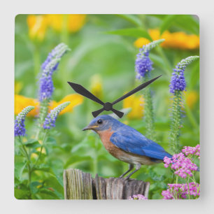 Bluebird male on fence post in flower garden square wall clock