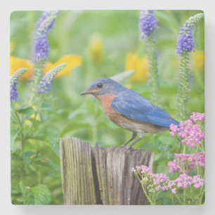 Bluebird male on fence post in flower garden stone coaster