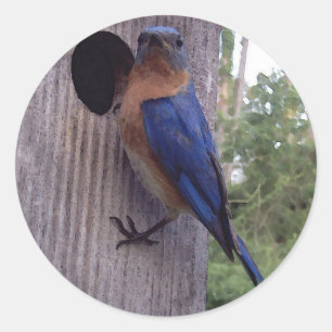 Bluebird Male Sticker