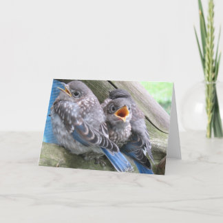 Bluebird Note Card