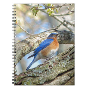 Bluebird Notebook