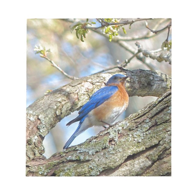 Bluebird Notepad (Front)