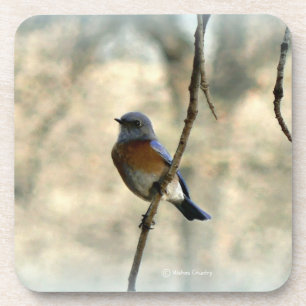 Bluebird of Happiness Coasters