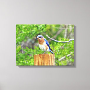 Bluebird on a Fence Post Canvas Print