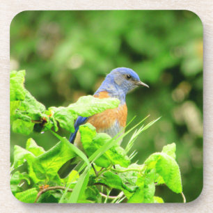 Bluebird on Corkscrew Bush Coaster