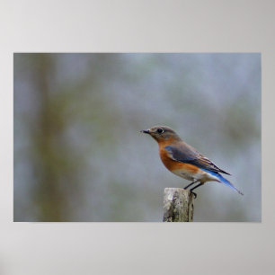 Bluebird on Post Poster