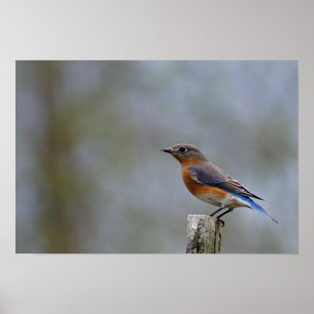 Bluebird on Post Poster (Front)