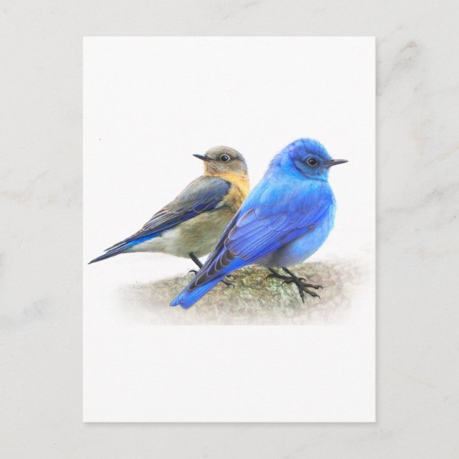 bluebird pair, male and female mountain bluebirds postcard (Front)
