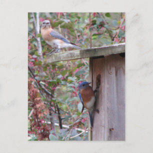 Bluebird Pair Postcard