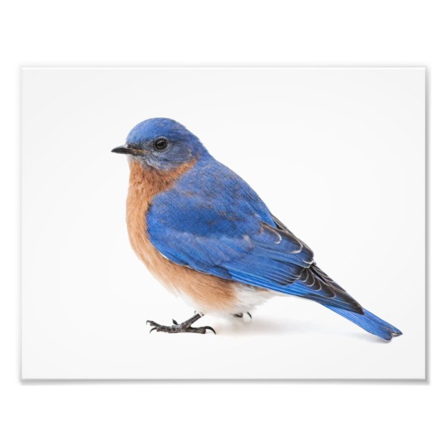 Bluebird Photo Print (Front)