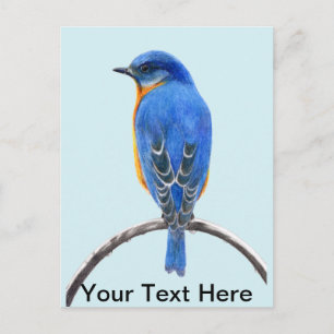 Bluebird Postcard