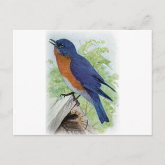 Bluebird Postcard