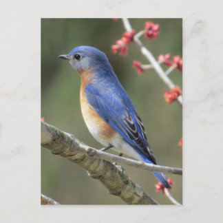 Bluebird Postcard