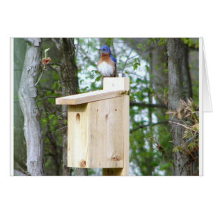 Bluebird Ruffled Feathers