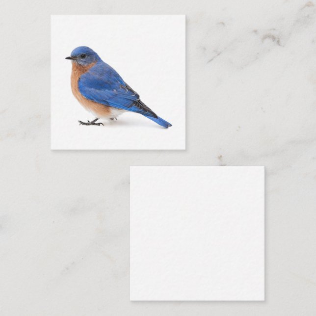 Bluebird Square Business Card (Front/Back)