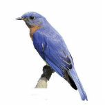 Bluebird Standing Photo Sculpture<br><div class="desc">This photo sculpture is of an Eastern bluebird.  Made of acrylic with a black stand,  it is a great conversation piece. Final size is approximate and depends on cut-out size of image.</div>
