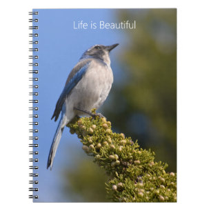 Bluebird Tree Branch (my photography) Notebook