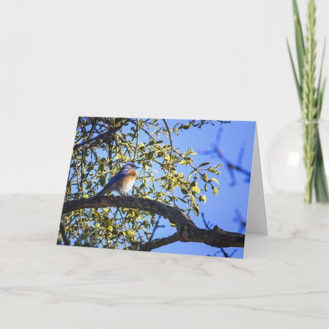 Bluebird Under The Mistletoe Greeting Card (Front)