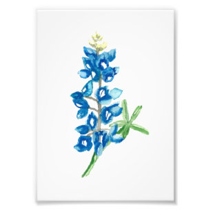 Bluebonnet 2 photo print