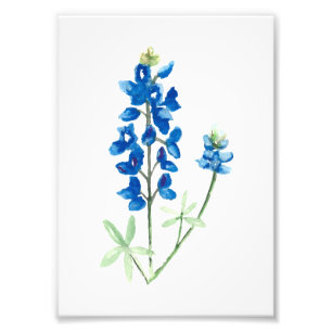 Bluebonnet 6 photo print