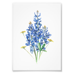 Bluebonnet and Wildflowers Photo Print