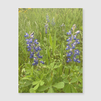 Bluebonnet Blvd. Magnet