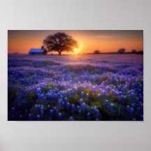 Bluebonnet Field at Sunset with Old Barn and Tree