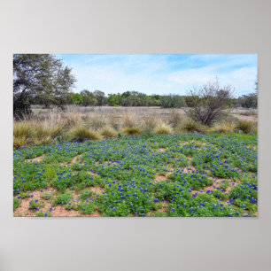"Bluebonnet Field, Austin, Texas Poster