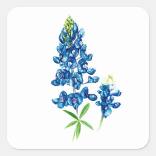 Bluebonnet Flower Square Sticker